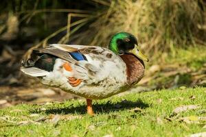 comum pato-real Pato foto