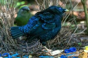 cetim Bowerbird dentro Austrália foto