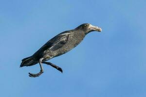 norte gigante petrel foto