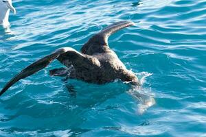 norte gigante petrel foto