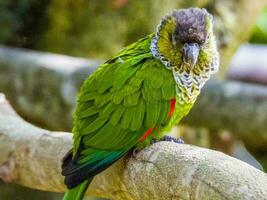 de gorro preto conure a partir de sul América foto