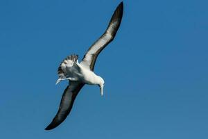 sobrancelha negra albatroz dentro australasia foto