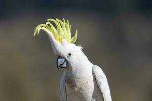 com crista de enxofre cacatua dentro Austrália foto