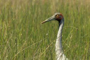 brolga guindaste dentro Austrália foto