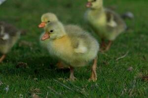 greylag Ganso dentro australasia foto