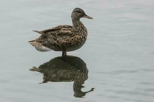 gadwall Pato dentro Inglaterra foto