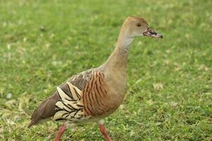 emplumado assobio Pato foto