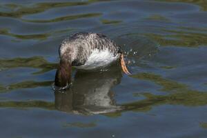 goldeneye Pato dentro Inglaterra foto