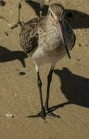 cauda de barra godwit dentro australasia foto