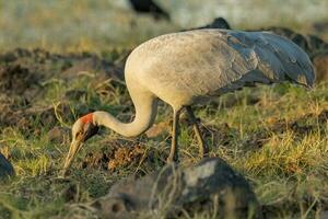 brolga guindaste dentro Austrália foto