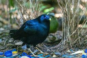 cetim Bowerbird dentro Austrália foto