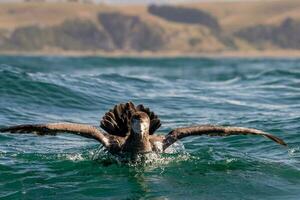 norte gigante petrel foto