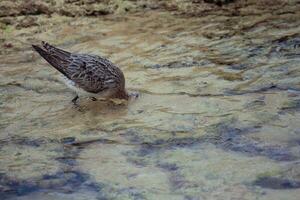 cauda de barra godwit dentro australasia foto