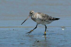 cauda de barra godwit dentro australasia foto