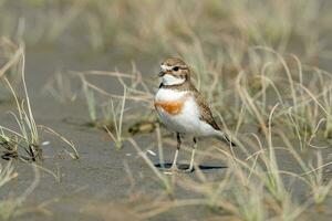 banda dupla dotterel dentro Novo zelândia foto