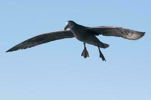 norte gigante petrel foto