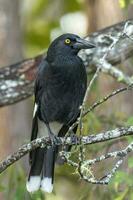 malhado currawong dentro Austrália foto