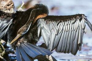 anhinga - Austrália mais escuro foto