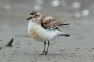 Novo zelândia dotterel foto