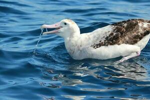 antípoda albatroz dentro australasia foto