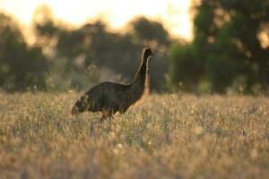 emu endêmico pássaro do Austrália foto