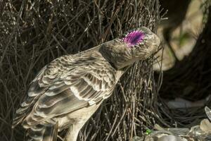 ótimo Bowerbird dentro Austrália foto