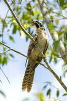 pacífico koel dentro Austrália foto