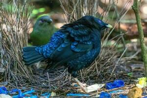 cetim Bowerbird dentro Austrália foto