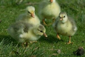 greylag Ganso dentro australasia foto