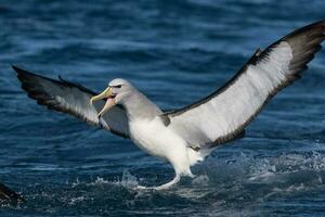 de salvin mollymawk albatroz foto