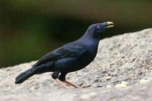 cetim Bowerbird dentro Austrália foto