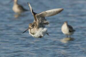 cauda de barra godwit dentro australasia foto