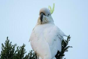 com crista de enxofre cacatua dentro Austrália foto