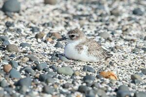 Novo zelândia dotterel foto