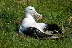 albatroz real do norte foto