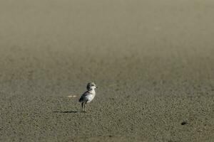 banda dupla dotterel dentro Novo zelândia foto