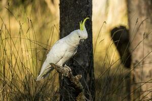 com crista de enxofre cacatua dentro Austrália foto