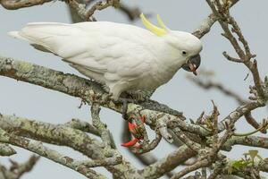 com crista de enxofre cacatua dentro Austrália foto