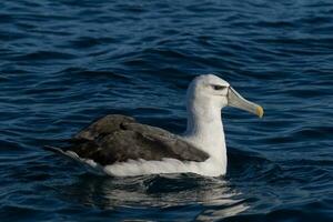 com tampa branca mollymawk albatroz foto