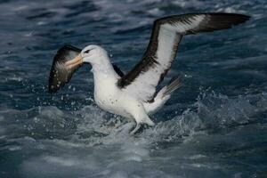 sobrancelha negra albatroz dentro australasia foto