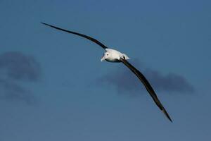 albatroz real do norte foto