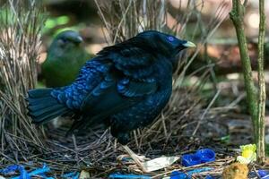 cetim Bowerbird dentro Austrália foto