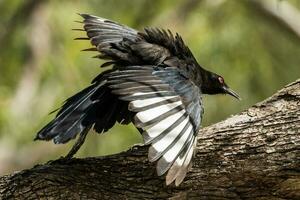 de asas brancas chough dentro Austrália foto