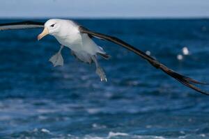 sobrancelha negra albatroz dentro australasia foto