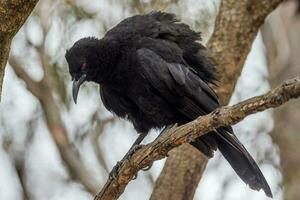 de asas brancas chough dentro Austrália foto