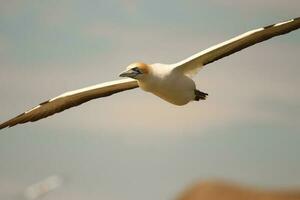 australasiano gannet dentro australasia foto