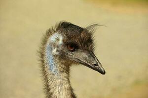 emu endêmico pássaro do Austrália foto