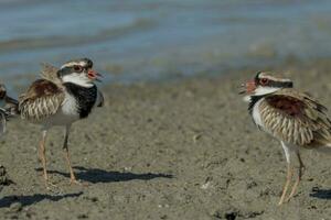 de frente negra dotterel dentro australasia foto