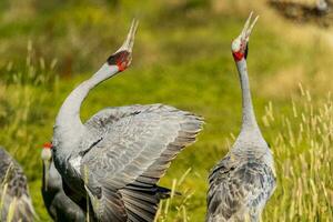 brolga guindaste dentro Austrália foto