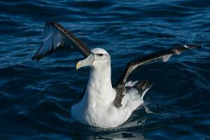 com tampa branca mollymawk albatroz foto